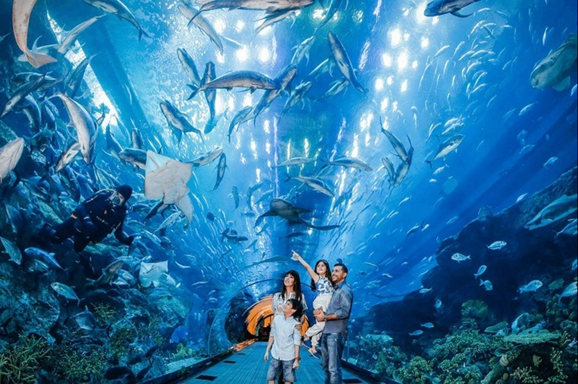 Thủy cung Times City hiện bán vé các show diễn nào?