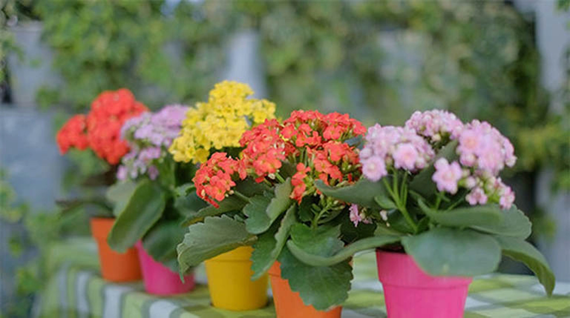 Gia chủ tuổi Tỵ nên để cây gì trong nhà để vừa hợp phong thủy vừa giúp hạ nhiệt mùa hè?