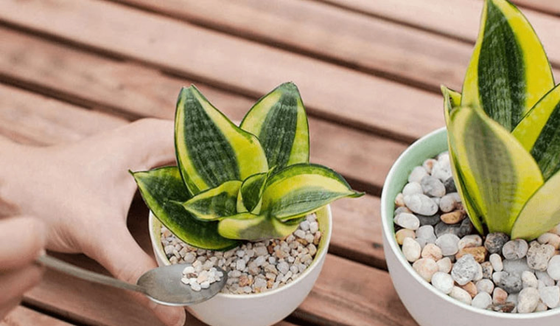 Gia chủ tuổi Mùi nên để cây gì trong nhà để vừa hợp phong thủy vừa giúp hạ nhiệt mùa hè?