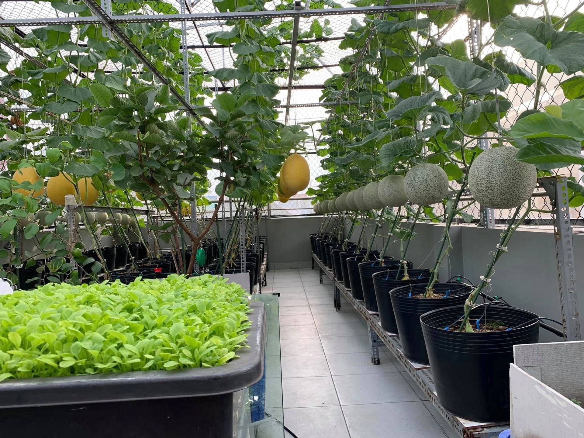 Làm hồ cá hoặc vườn trên sân thượng - Cách chống nóng hiệu quả cho nhà mặt đất