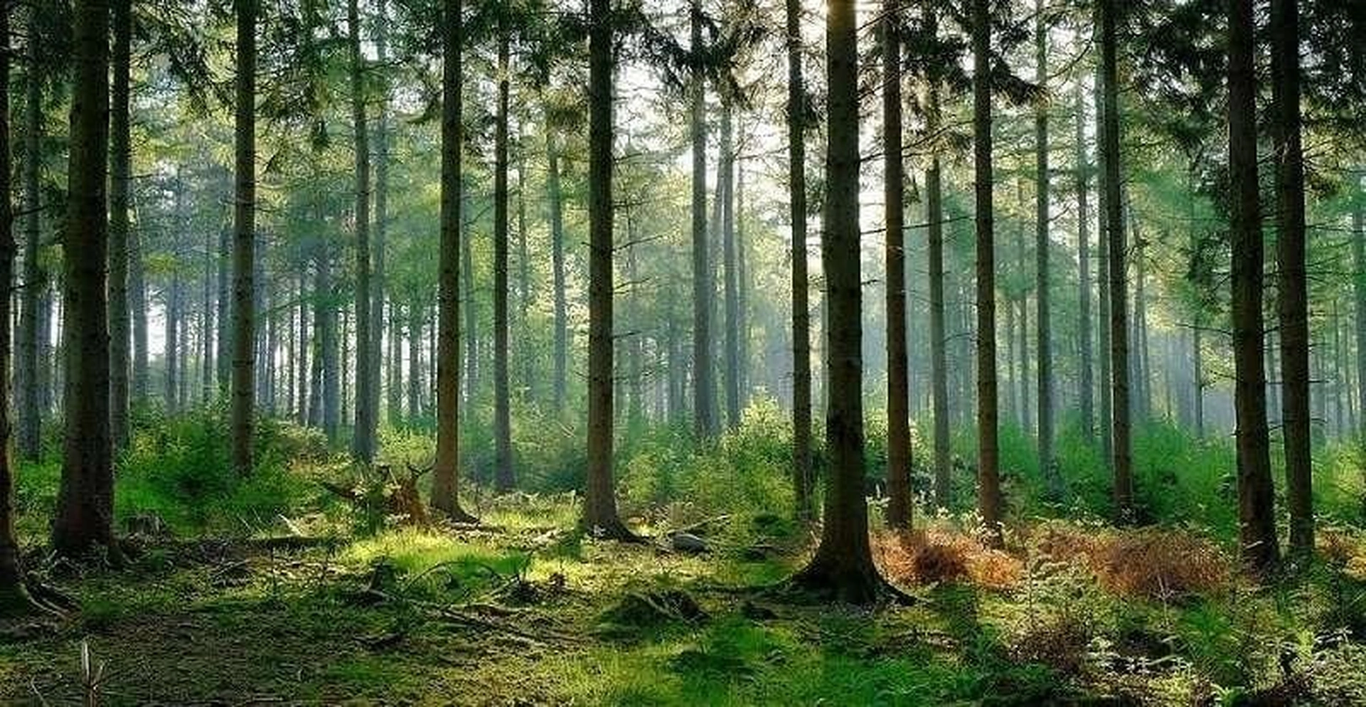 Người dân có được chuyển nhượng đất rừng phòng hộ không?