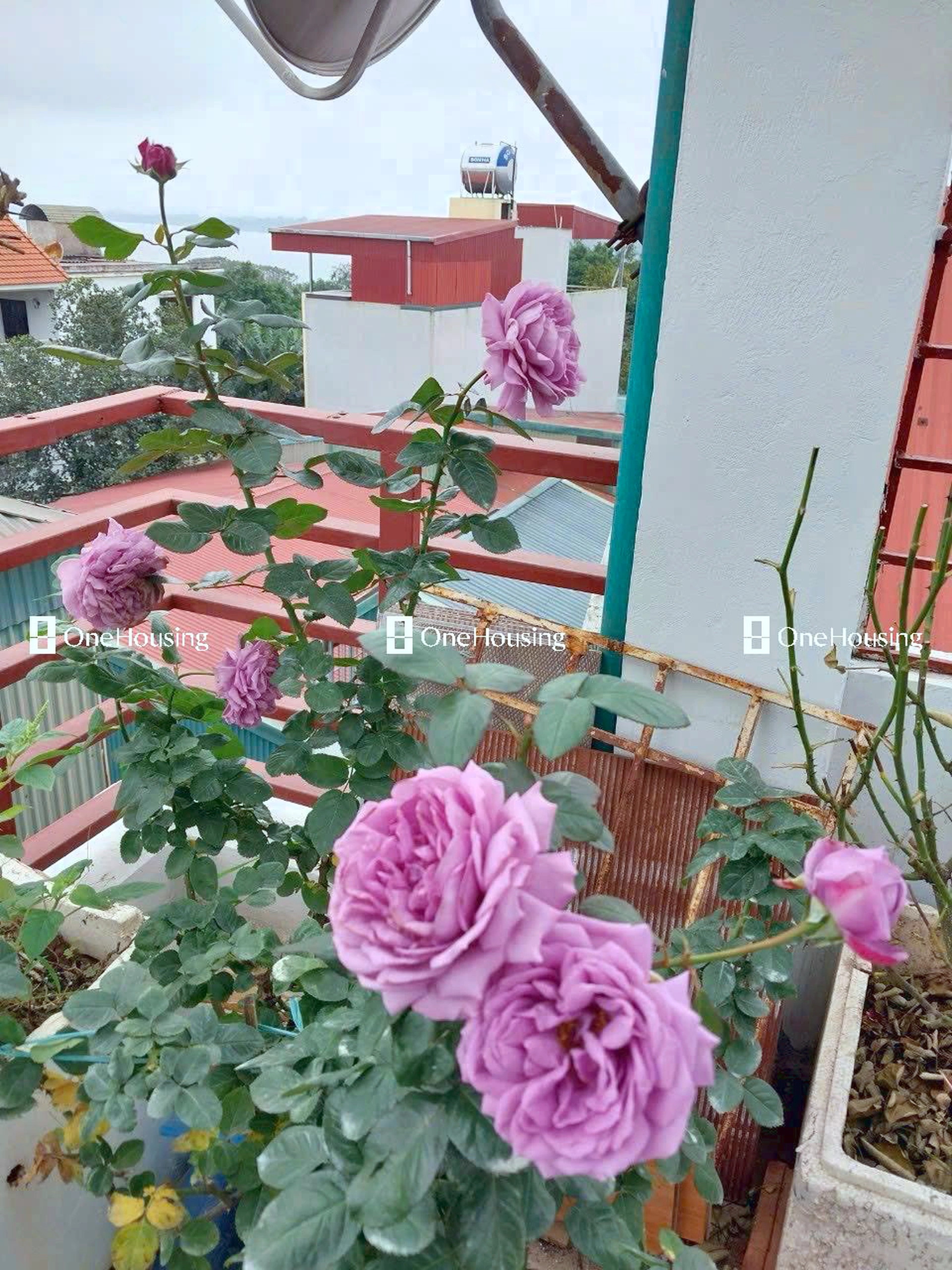 Nhà mặt ngõ cách Bắc Cầu 10m, P. Ngọc Thụy, Q. Long Biên, TP. Hà Nội