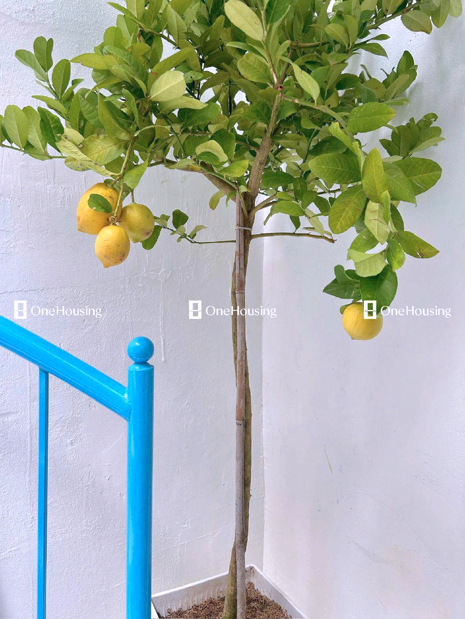 Nhà mặt ngõ cách Lò Đúc 50m, P. Bạch Đằng, Q. Hai Bà Trưng, TP. Hà Nội