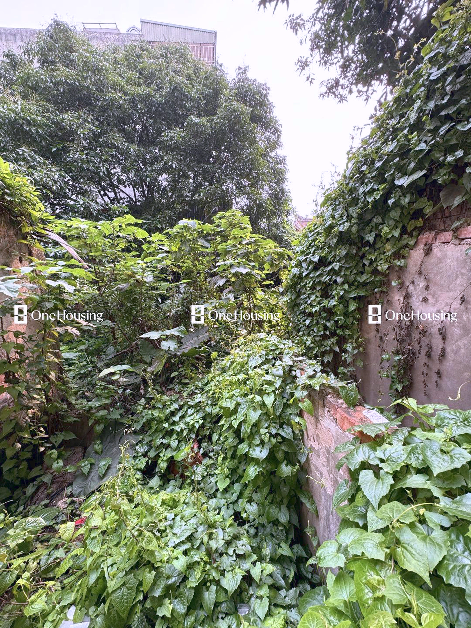 Đất nền cách Thạch Cầu 80m, P. Long Biên, Q. Long Biên, TP. Hà Nội