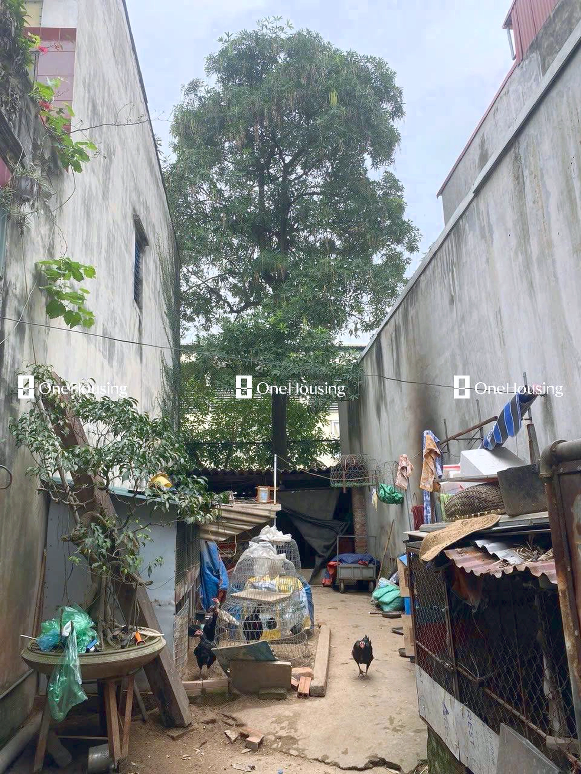 Đất nền cách Ngọc Lâm 30m, P. Ngọc Lâm, Q. Long Biên, TP. Hà Nội